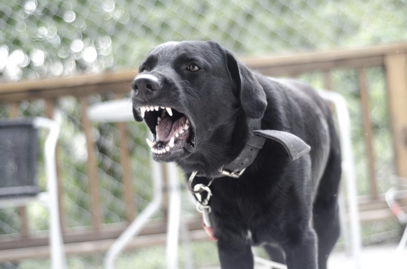 Angry Dog Barking Stock Photo